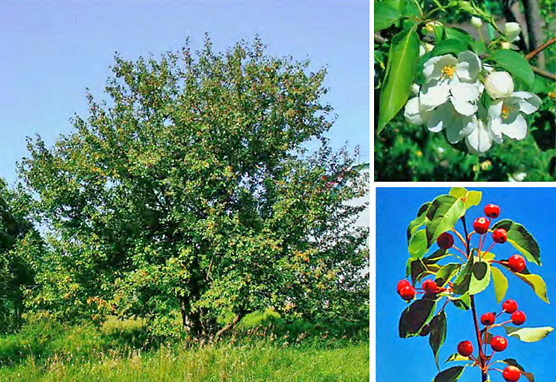 Яблоня кольхас. Яблоня Сибирская Malus baccata. Яблоня Ягодная Malus baccata. Яблоня Ягодная Сибирячка. Malus baccata яблоня Ягодная Сибирская.